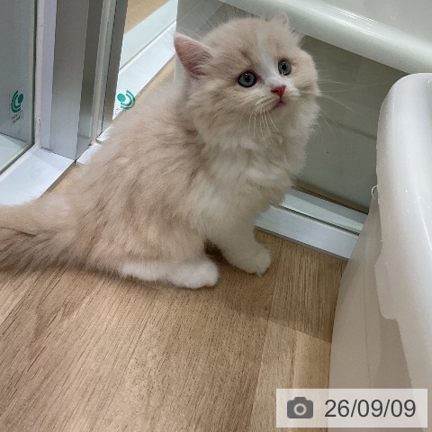 ラガマフィンの写真