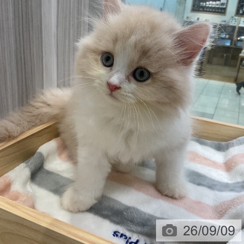 ラガマフィンの写真