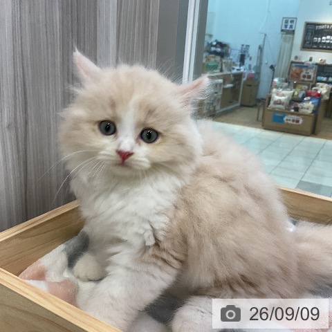 ラガマフィンの写真