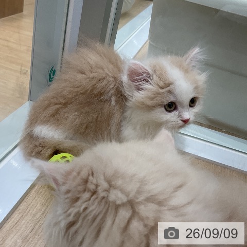 ミヌエットの写真