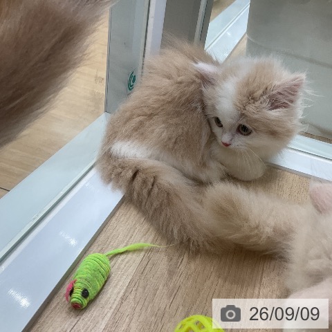 ミヌエットの写真