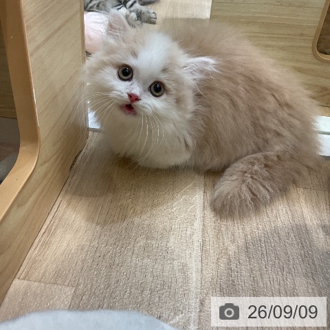 ミヌエットの写真