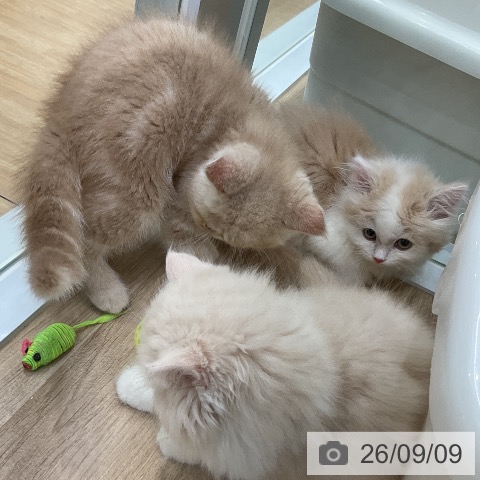 ミヌエットの写真