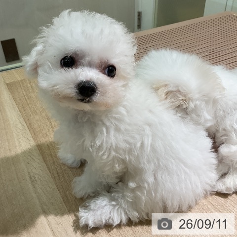 愛知県のビションフリーゼ (ペットプラス 岡崎店/2026年7月1日生まれ/女の子/ホワイト)の子犬の4枚目の画像