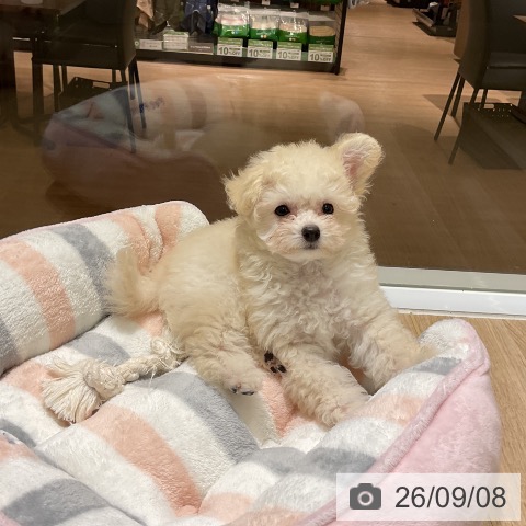 愛知県のトイプードル(トイ) (ペットプラス イオンモール豊川店/2026年7月6日生まれ/男の子/ホワイト)の子犬の4枚目の画像