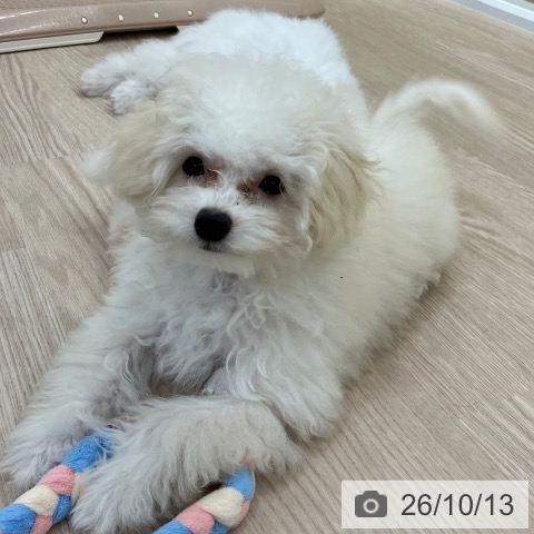 愛知県のトイプードル(トイ) (ペットプラス 豊田店/2026年7月6日生まれ/男の子/ホワイト)の子犬の3枚目の画像