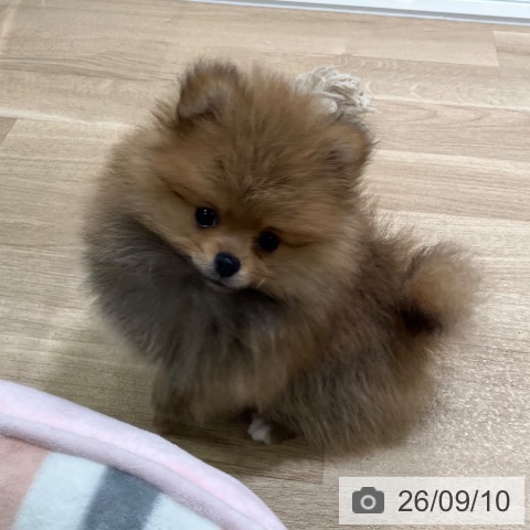 ポメラニアンの写真