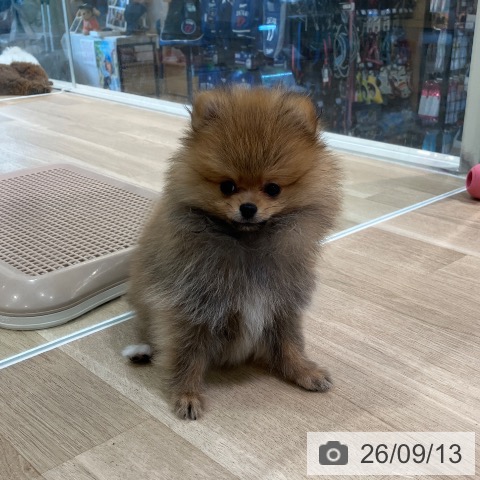 神奈川県のポメラニアン (ペットプラス アミーゴ藤沢店/2026年7月2日生まれ/男の子/オレンジセーブル)の子犬の4枚目の画像