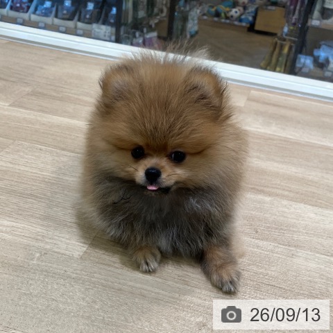 ポメラニアンの写真