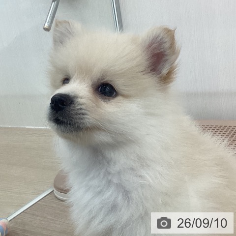 ポメラニアンの写真