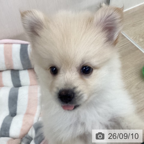 ポメラニアンの写真