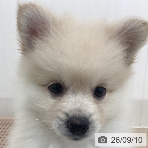 ポメラニアンの写真
