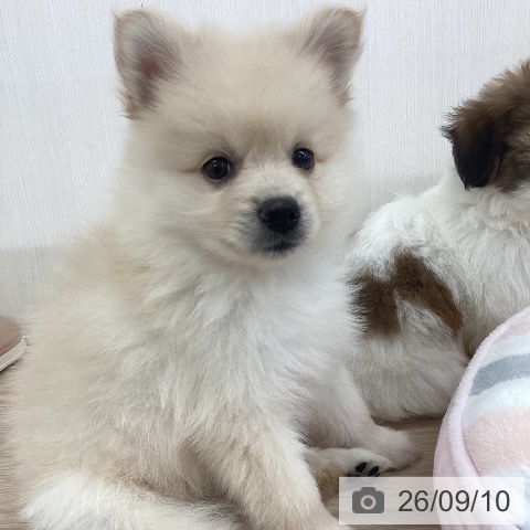 ポメラニアンの写真