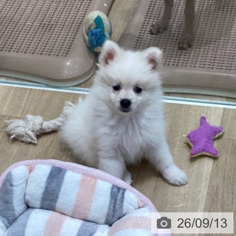 ポメラニアンの写真