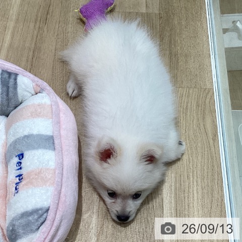 ポメラニアンの写真