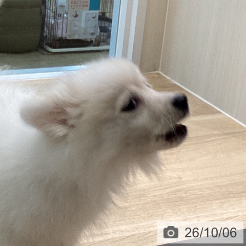 宮城県のポメラニアン (ペットプラス 仙台泉大沢店/2026年7月9日生まれ/女の子/ホワイトクリーム)の子犬の4枚目の画像