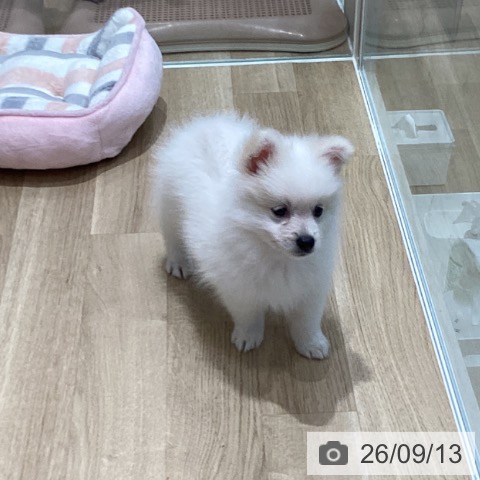 宮城県のポメラニアン (ペットプラス 仙台泉大沢店/2026年7月9日生まれ/女の子/ホワイトクリーム)の子犬の4枚目の画像
