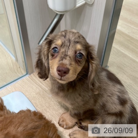 ミニチュア・ダックスフンドの写真