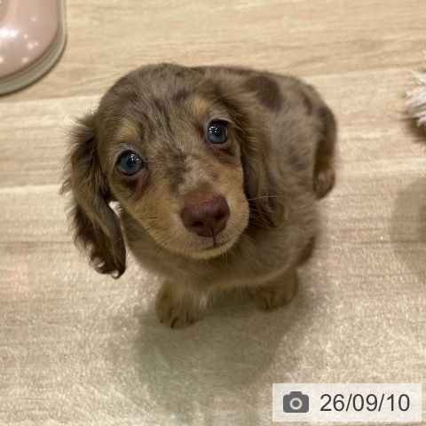 ミニチュア・ダックスフンドの写真