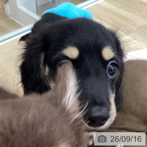 愛知県のミニチュアダックスフンド(ロング) (ペットプラス みなと店/2026年7月8日生まれ/男の子/ブラックイエロー)の子犬の4枚目の画像