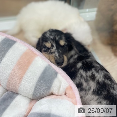 ミニチュア・ダックスフンドの写真