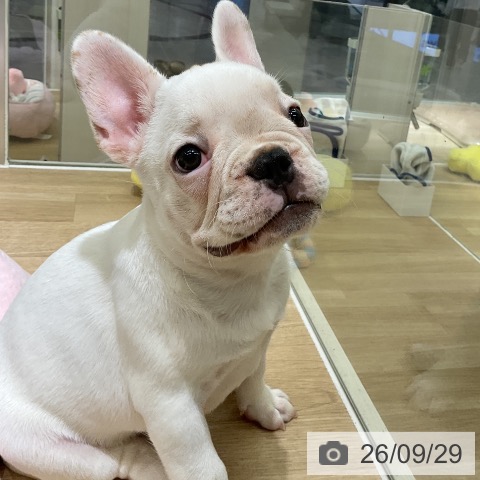 愛知県のフレンチブルドッグ (ペットプラス イオンモール豊川店/2026年7月9日生まれ/男の子/パイド)の子犬の4枚目の画像