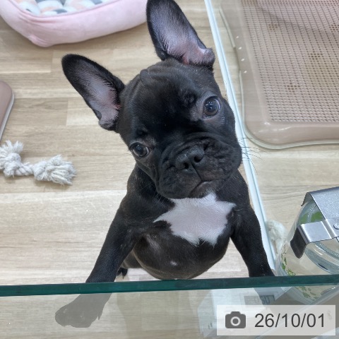 フレンチ・ブルドッグの写真