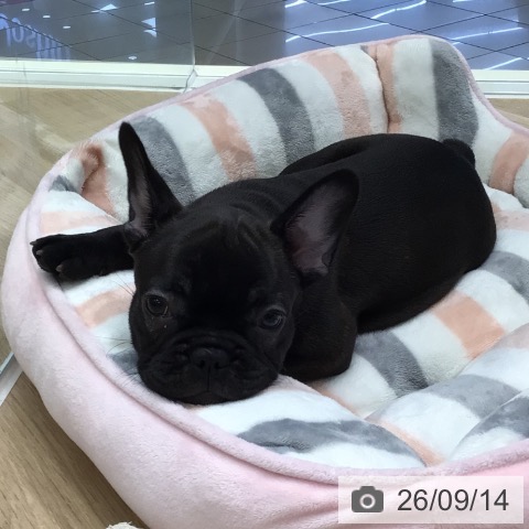 岐阜県のフレンチブルドッグ (ペットプラス 各務原店/2026年7月9日生まれ/女の子/ブリンドル)の子犬の4枚目の画像
