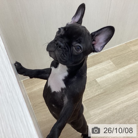 フレンチ・ブルドッグの写真