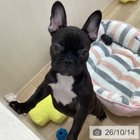 フレンチ・ブルドッグの写真