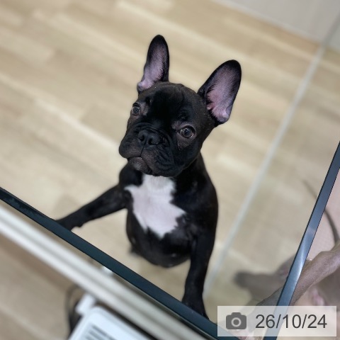 フレンチ・ブルドッグの写真