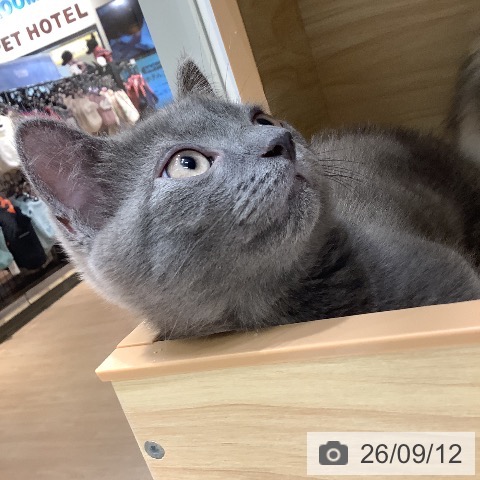 愛知県のマンチカン (ペットプラス 熱田店/2026年7月4日生まれ/男の子/ブルータビー)の子猫の4枚目の画像