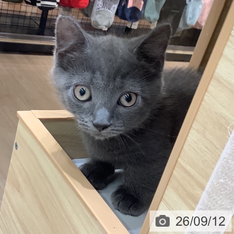 愛知県のマンチカン (ペットプラス 熱田店/2026年7月4日生まれ/男の子/ブルータビー)の子猫の3枚目の画像