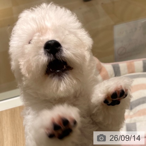 ビション・フリーゼの写真