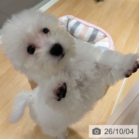 ビション・フリーゼの写真