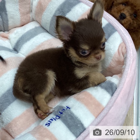 チワワの写真