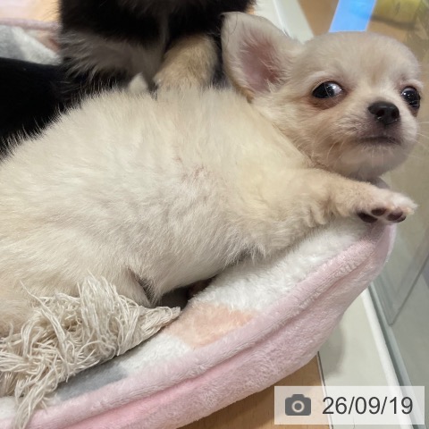 鹿児島県のチワワ(ロング) (ペットプラス 姶良店/2026年7月6日生まれ/男の子/クリーム)の子犬の4枚目の画像