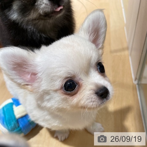 鹿児島県のチワワ(ロング) (ペットプラス 姶良店/2026年7月6日生まれ/男の子/クリーム)の子犬の3枚目の画像