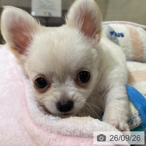 鹿児島県のチワワ(ロング) (ペットプラス 姶良店/2026年7月6日生まれ/男の子/クリーム)の子犬の4枚目の画像