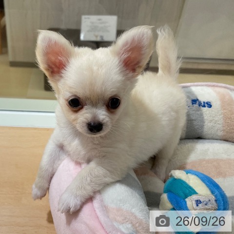 鹿児島県のチワワ(ロング) (ペットプラス 姶良店/2026年7月6日生まれ/男の子/クリーム)の子犬の3枚目の画像