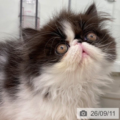 エキゾチックの写真