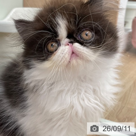 エキゾチックの写真