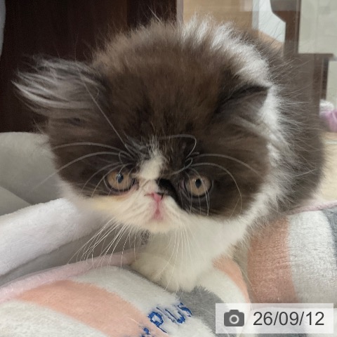 福岡県のエキゾチック (ペットプラス 春日店/2026年7月10日生まれ/女の子/ブラックホワイト)の子猫の4枚目の画像