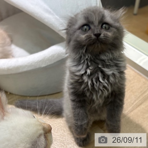 宮崎県のスコティッシュフォールド (ペットプラス 宮崎店/2026年7月10日生まれ/男の子/ブルーシルバーシェーデッド)の子猫の3枚目の画像