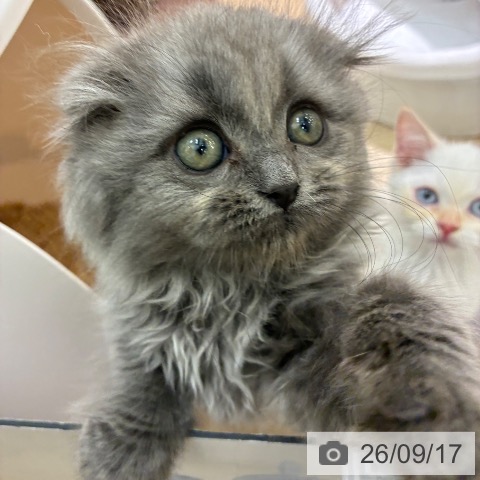 宮崎県のスコティッシュフォールド (ペットプラス 宮崎店/2026年7月10日生まれ/男の子/ブルーシルバーシェーデッド)の子猫の4枚目の画像