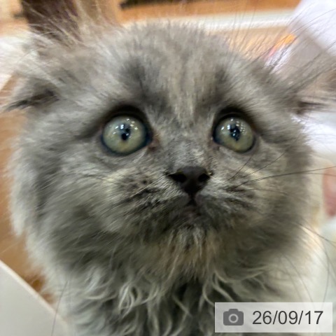 宮崎県のスコティッシュフォールド (ペットプラス 宮崎店/2026年7月10日生まれ/男の子/ブルーシルバーシェーデッド)の子猫の3枚目の画像