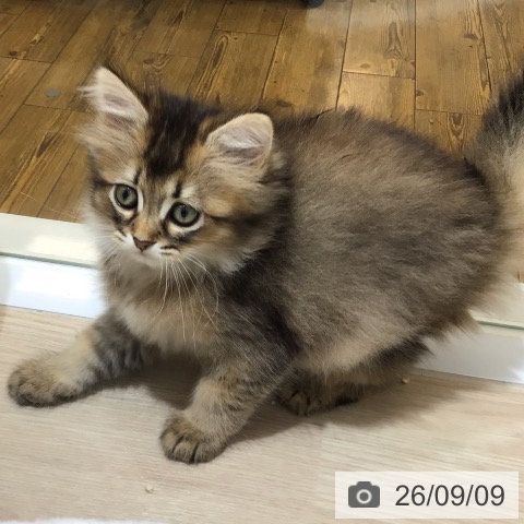 サイベリアンの写真