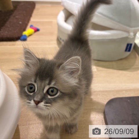 サイベリアンの写真