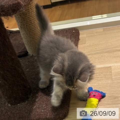 サイベリアンの写真