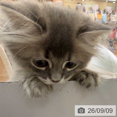 サイベリアンの写真